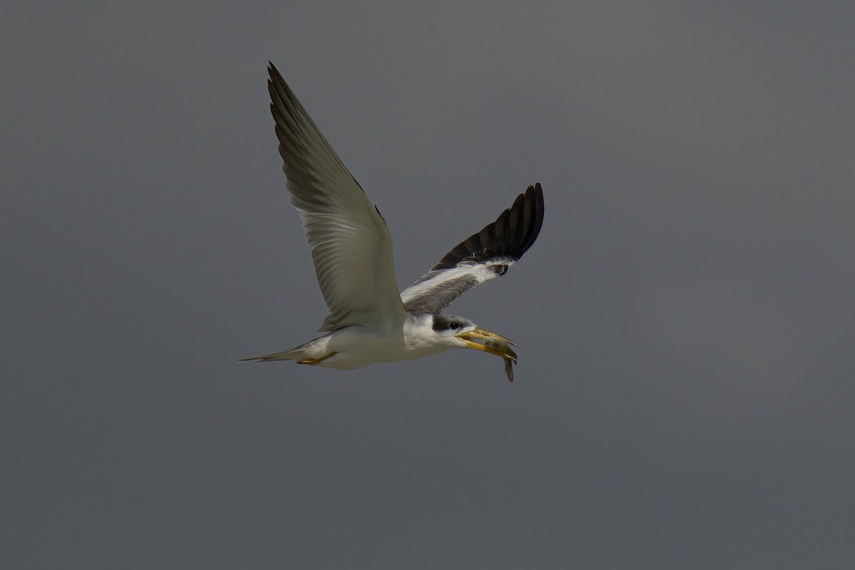 Large-billed Tern - ML597515701