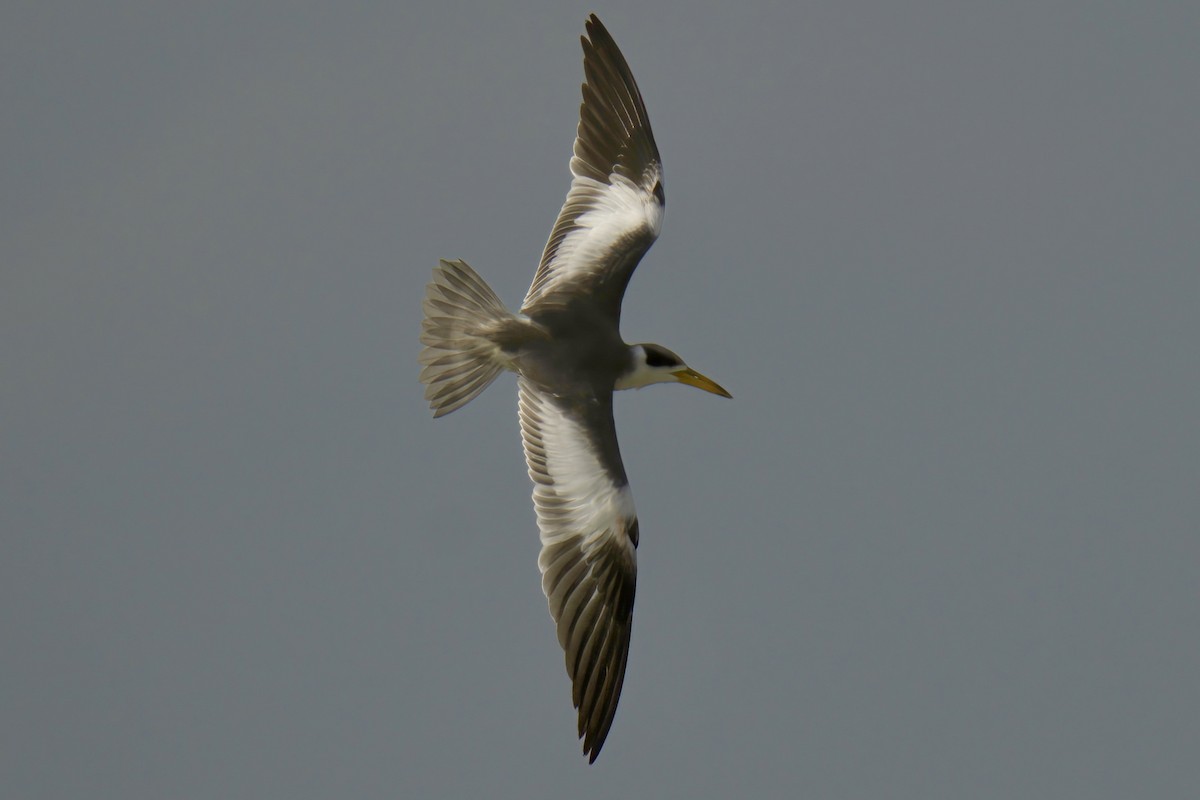 Large-billed Tern - ML597515731