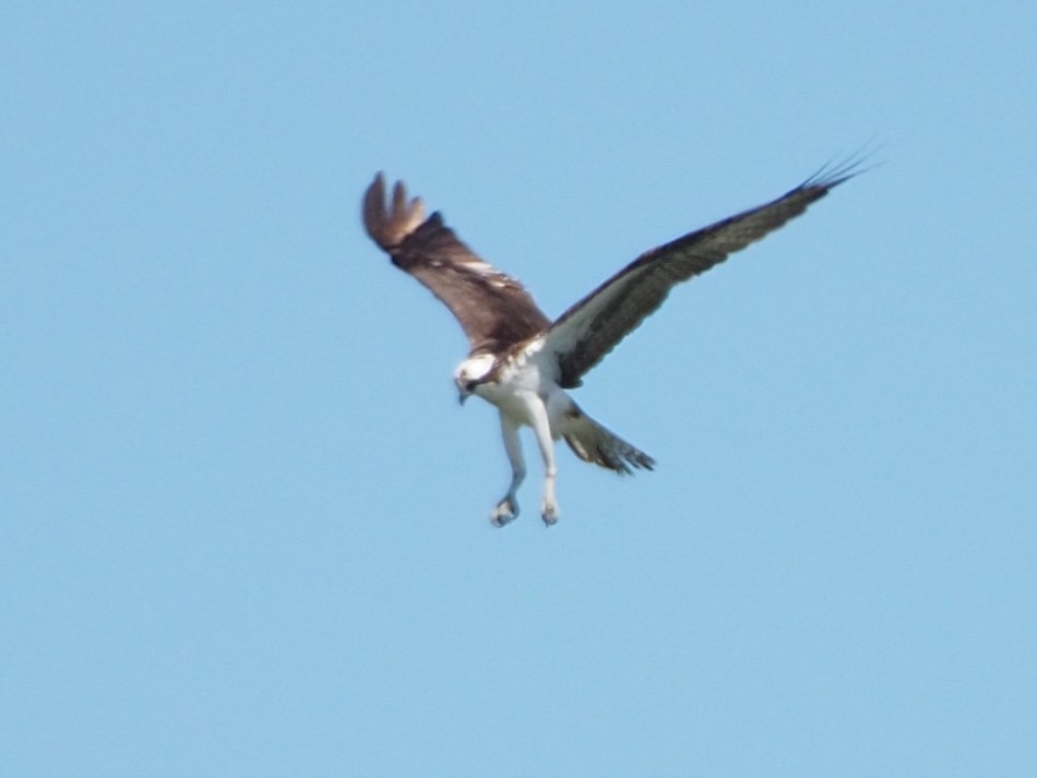 Osprey - ML597515751