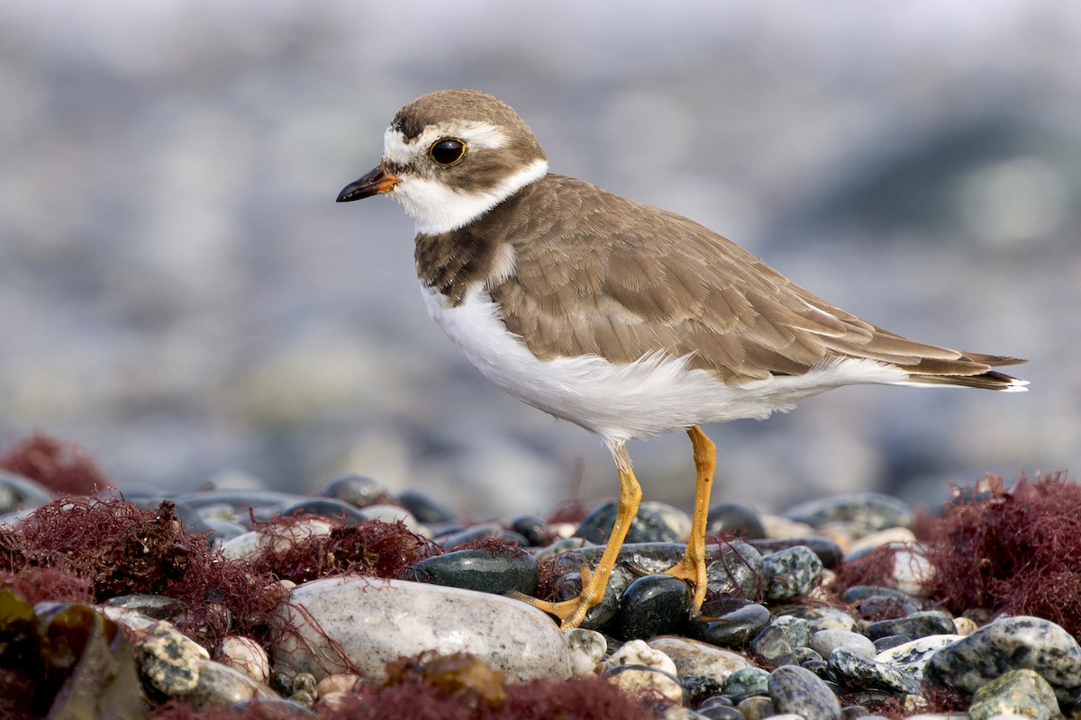 Semipalmated Plover - Luis Salazar Vargas ☢️