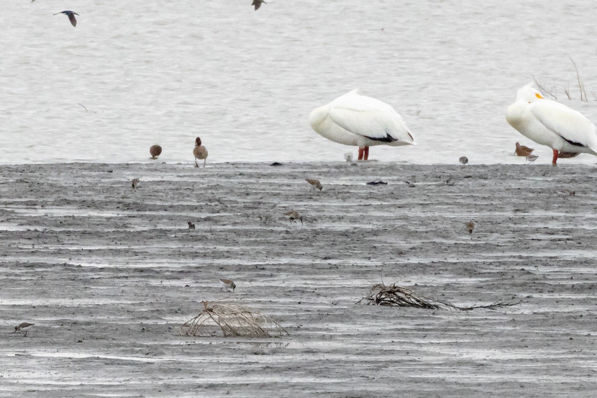 Dunlin - ML597518771