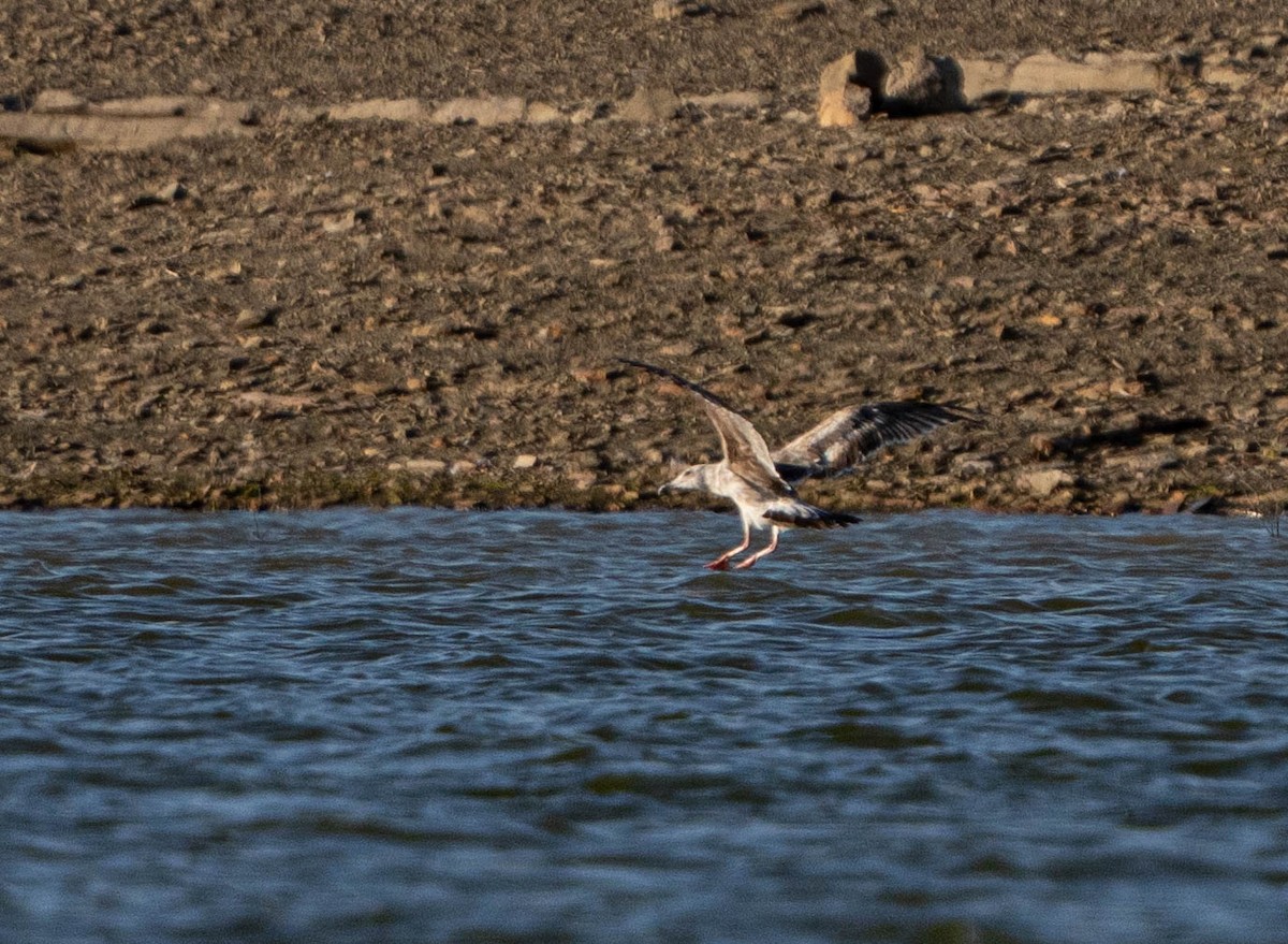 Western Gull - Karl Schneck