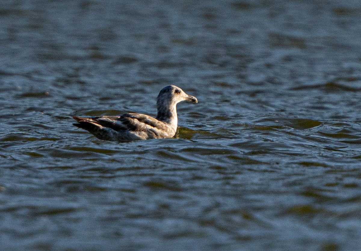 Western Gull - Karl Schneck