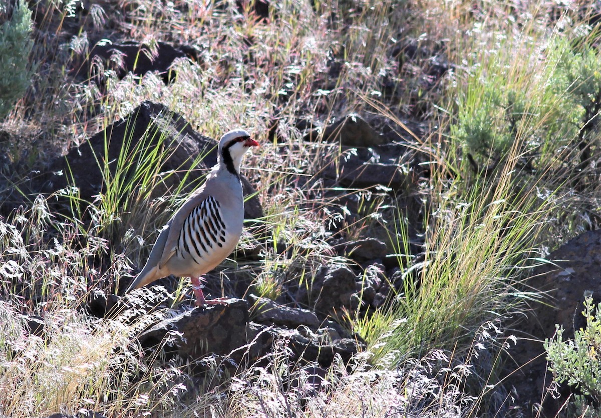 Chukar - Will Wright