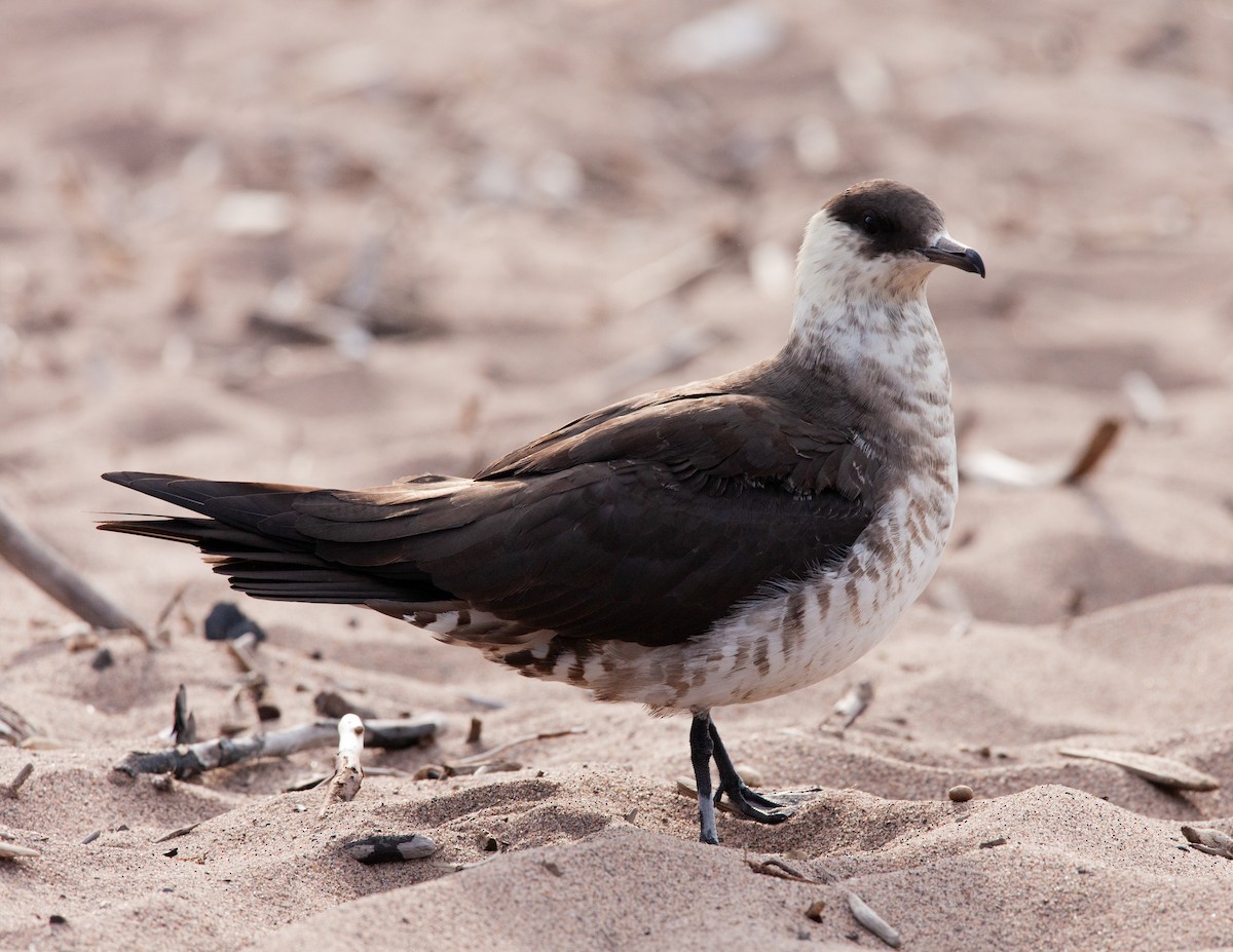 Parasitic Jaeger - ML597522321