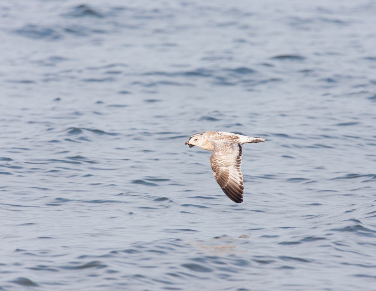 Ring-billed Gull - Jamie Tigges