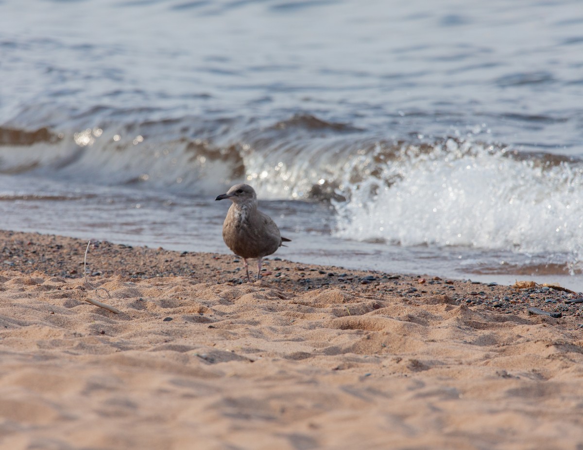 Herring Gull - ML597522381