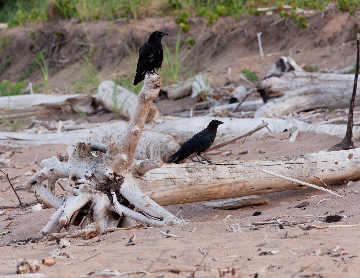 American Crow - ML597522491