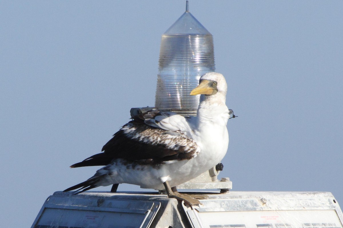 Masked Booby - ML597522851