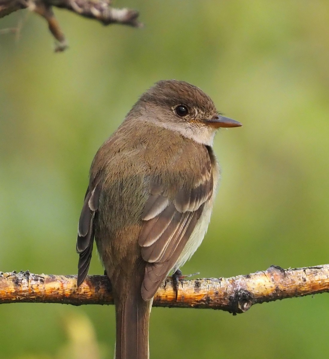 Willow Flycatcher - ML597523651