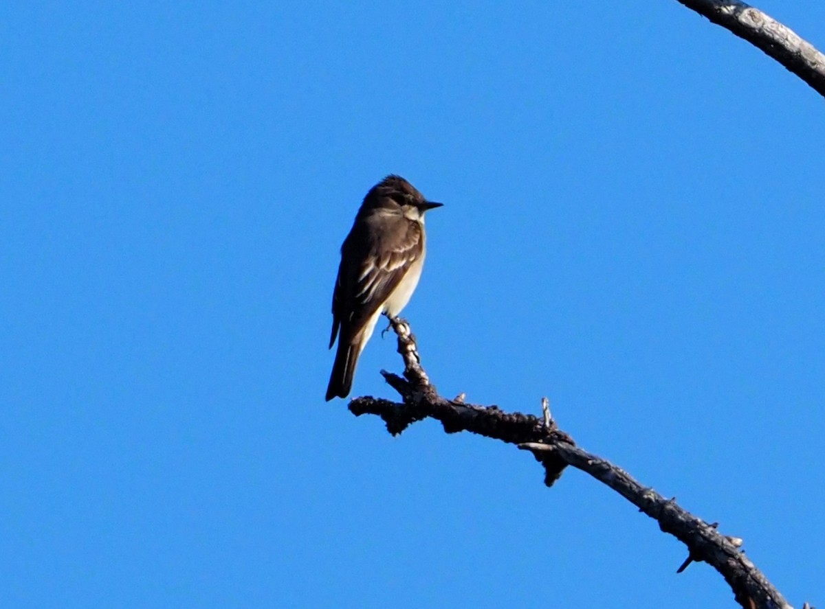 Western Wood-Pewee - ML597524921