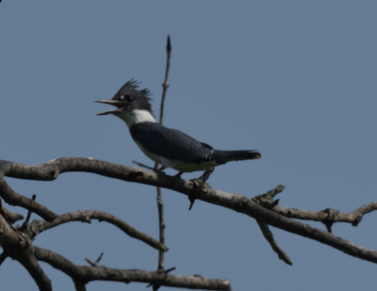 Belted Kingfisher - ML597525201