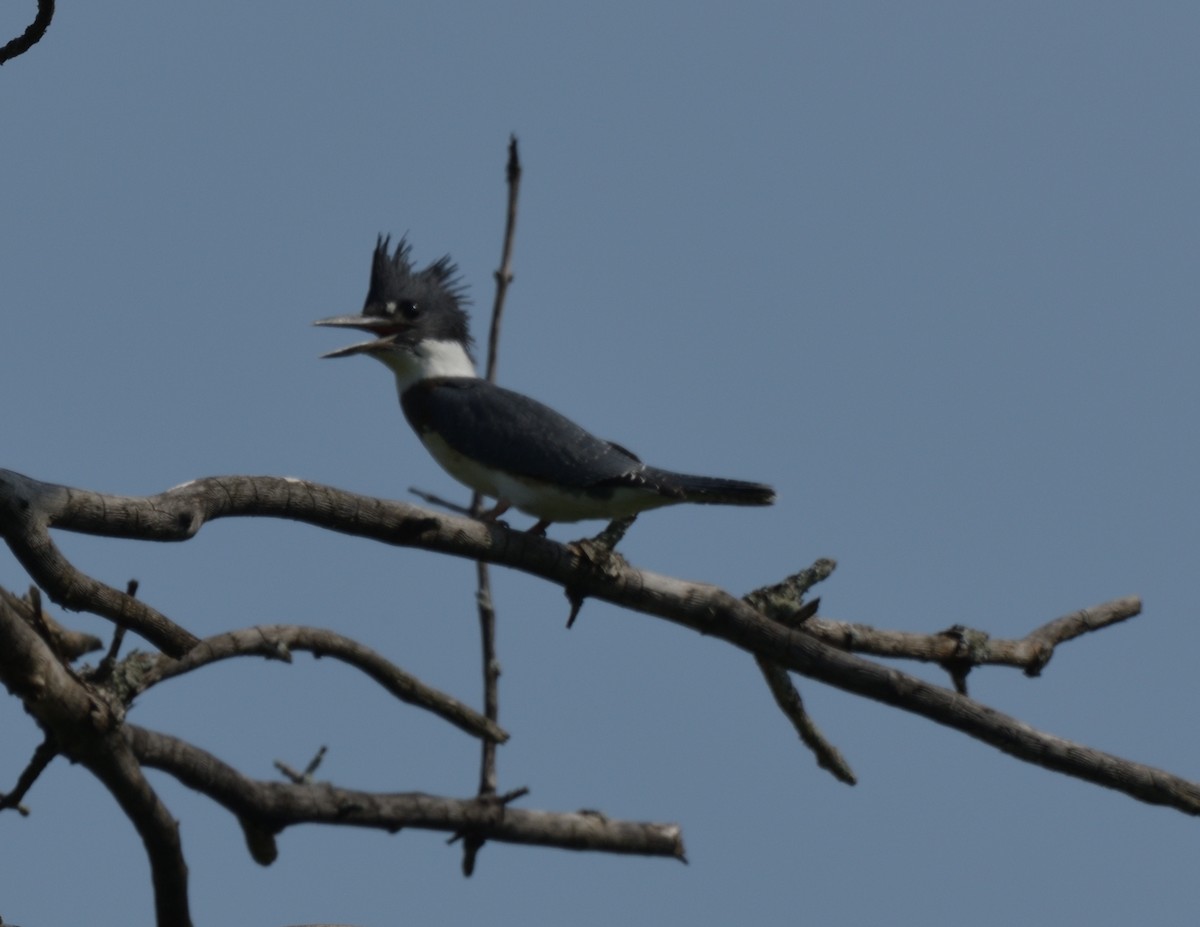 Belted Kingfisher - ML597525221
