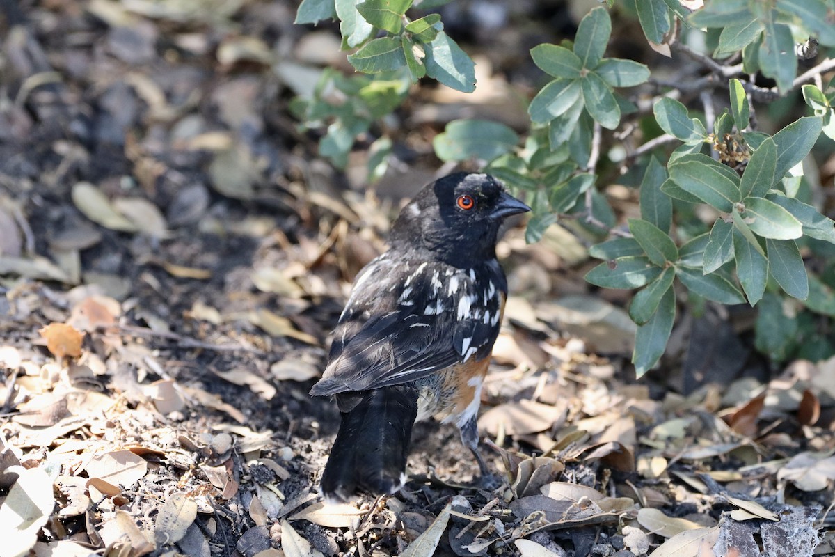 Spotted Towhee - ML597526571