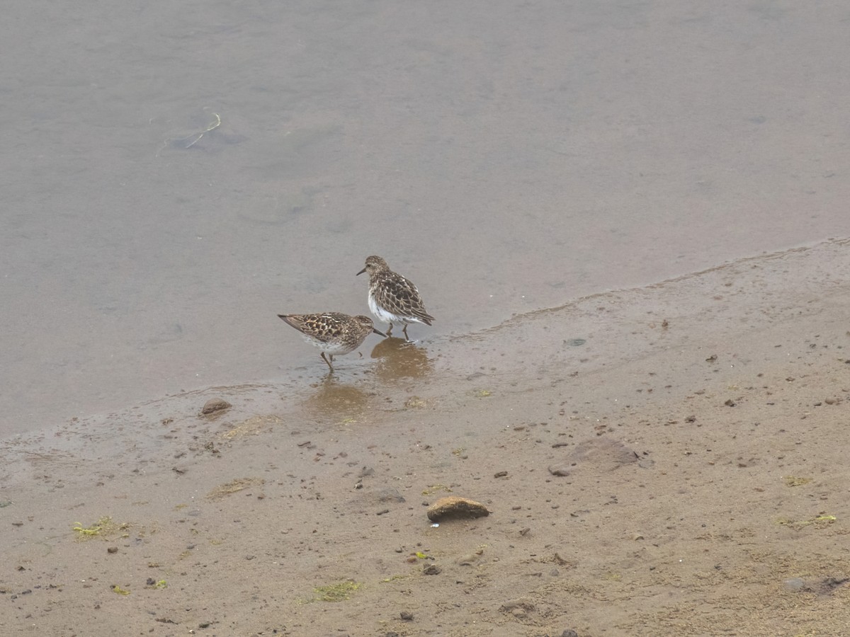 Least Sandpiper - ML597527201