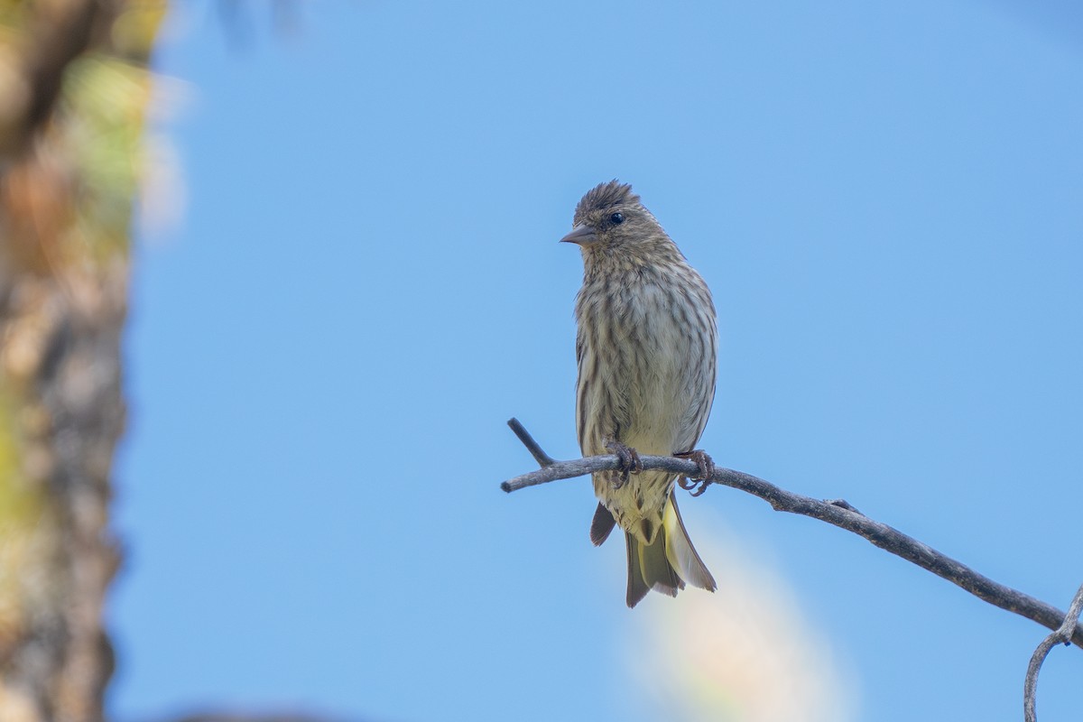 Pine Siskin - ML597527431