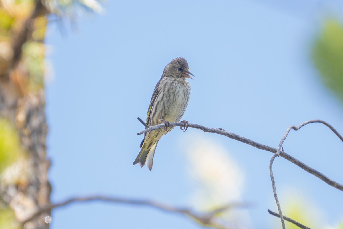 Pine Siskin - ML597527441