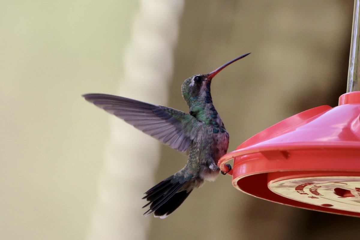 Broad-billed Hummingbird - Cullen Brown