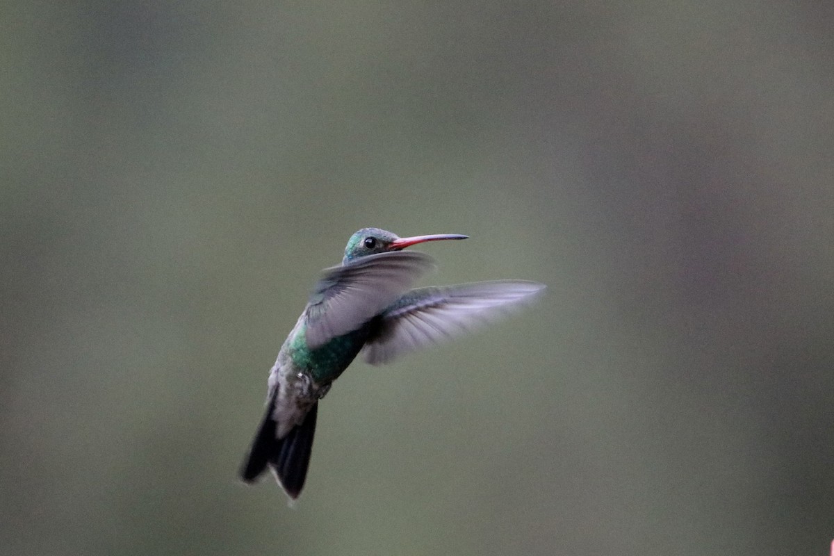 Broad-billed Hummingbird - Cullen Brown