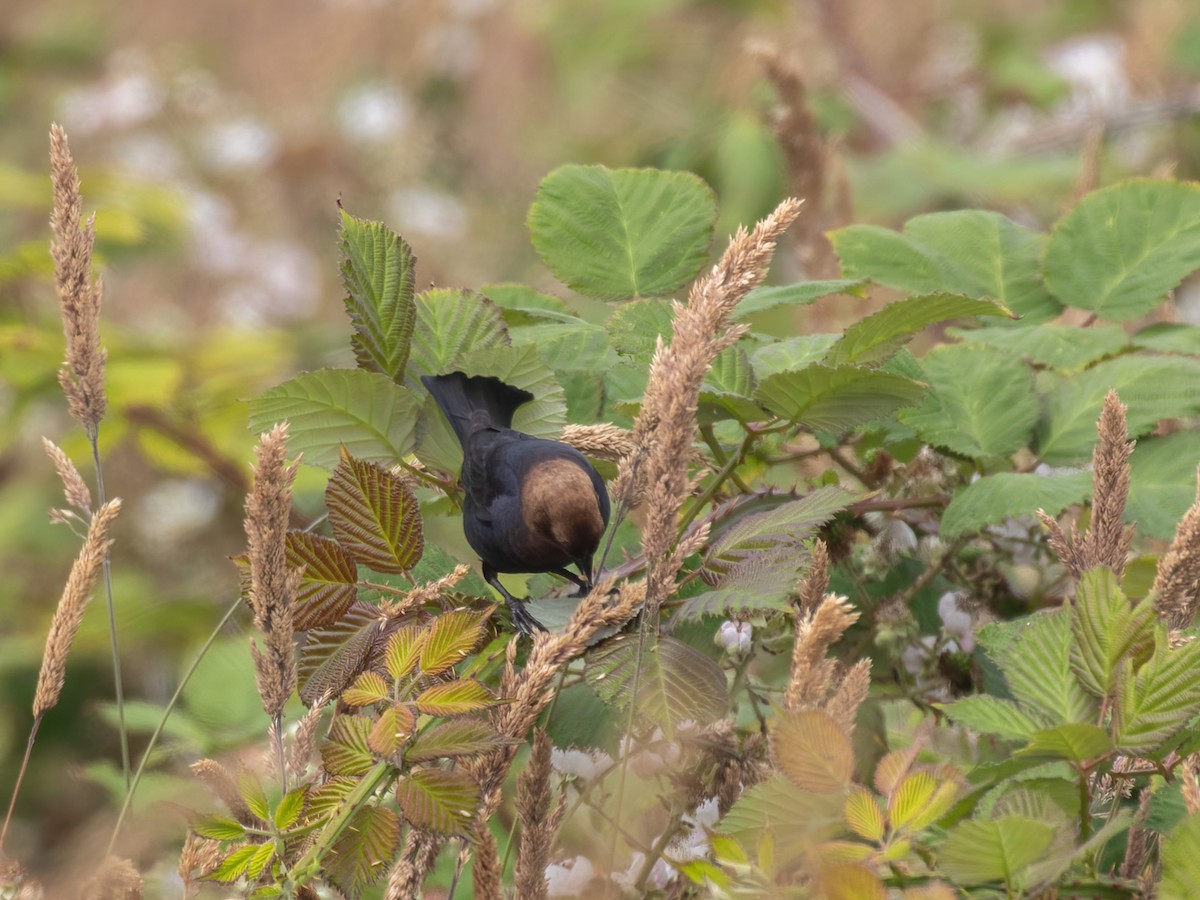 Brown-headed Cowbird - Bruce Aird