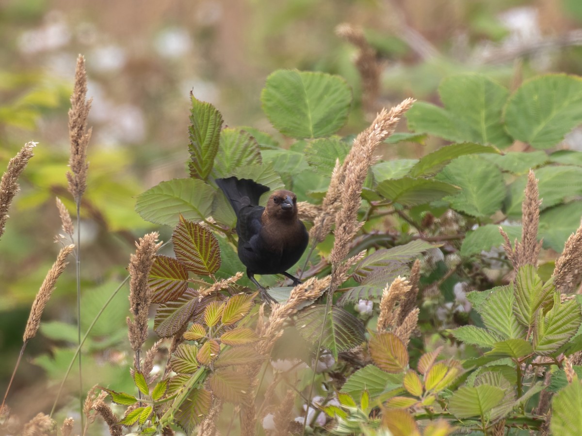 Brown-headed Cowbird - ML597528051