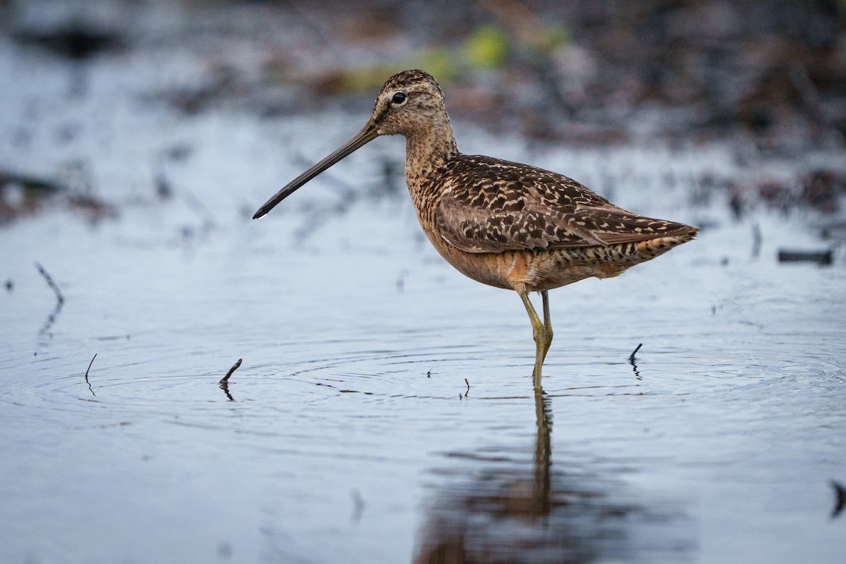 Long-billed Dowitcher - Peter Lypkie