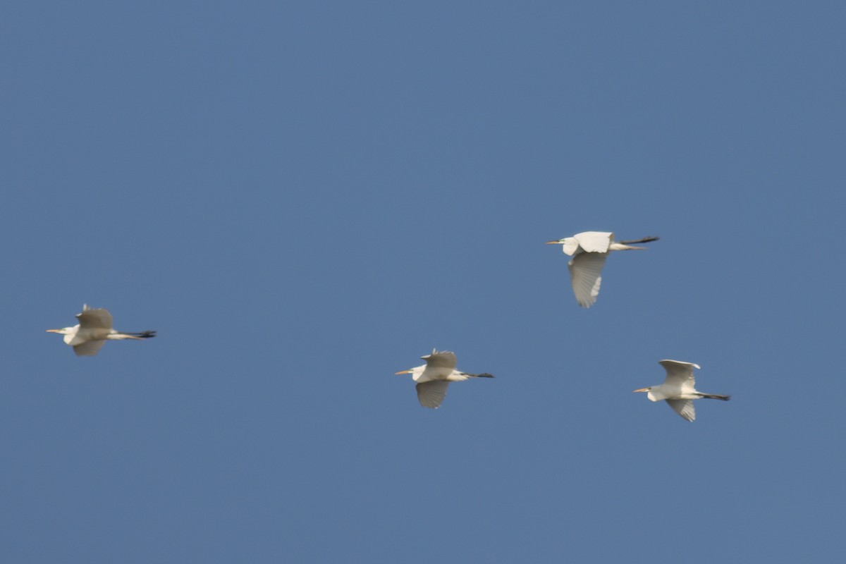 Great Egret - ML597530971