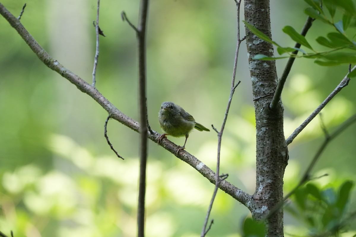 MacGillivray's Warbler - ML597532571