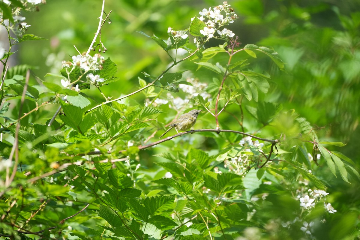 MacGillivray's Warbler - ML597532581