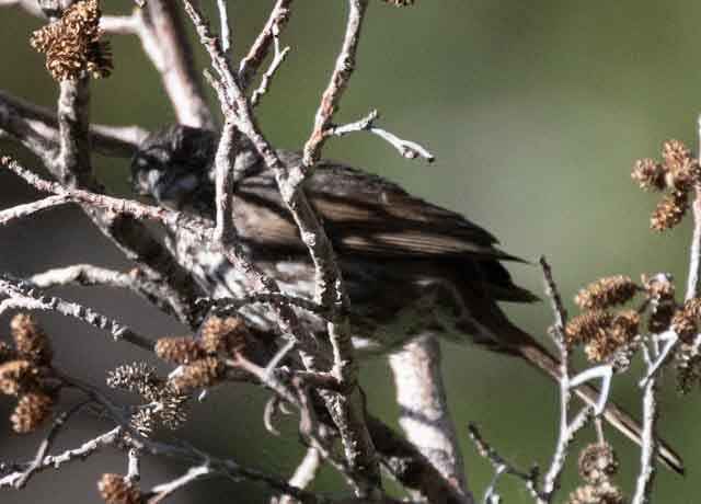 Fox Sparrow (Thick-billed) - ML597532681