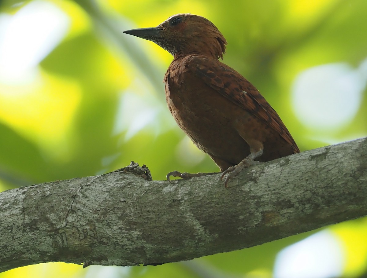 Rufous Woodpecker - ML597535981