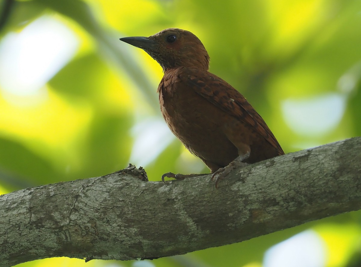 Rufous Woodpecker - ML597535991