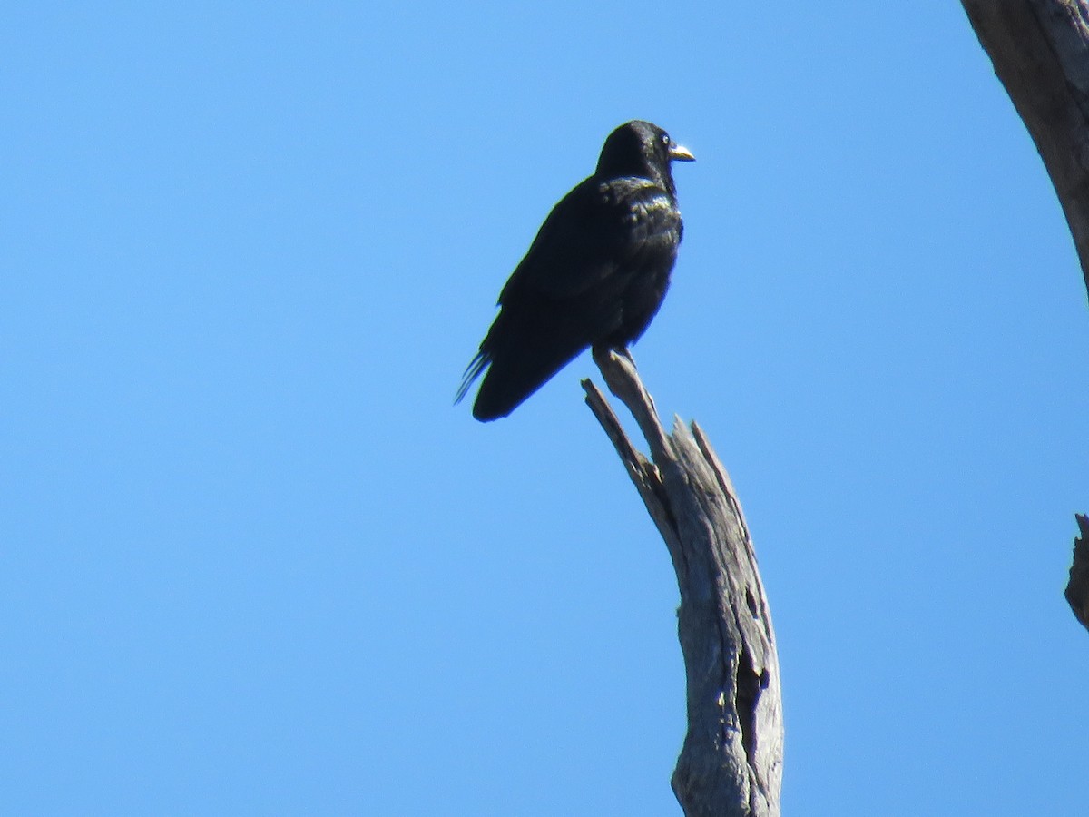 Australian Raven - Stan Jarzynski