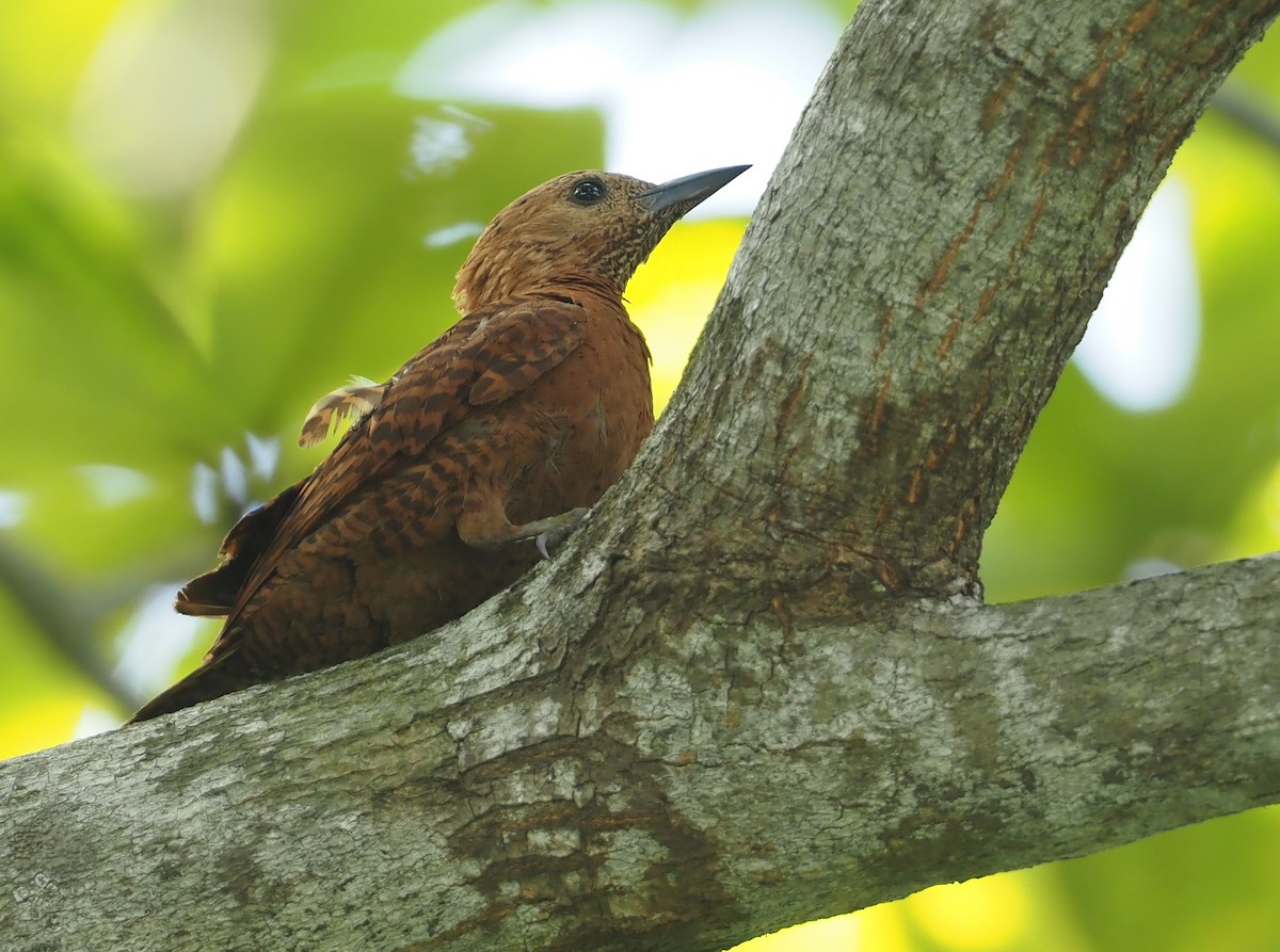 Rufous Woodpecker - ML597536561