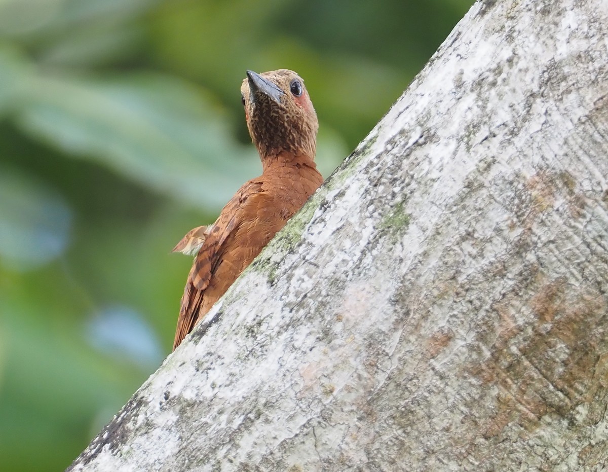Rufous Woodpecker - ML597536631
