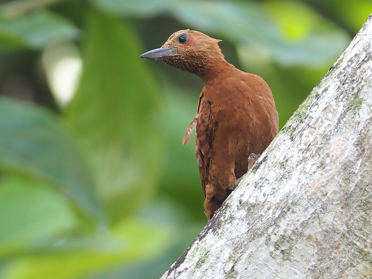 Rufous Woodpecker - ML597536721