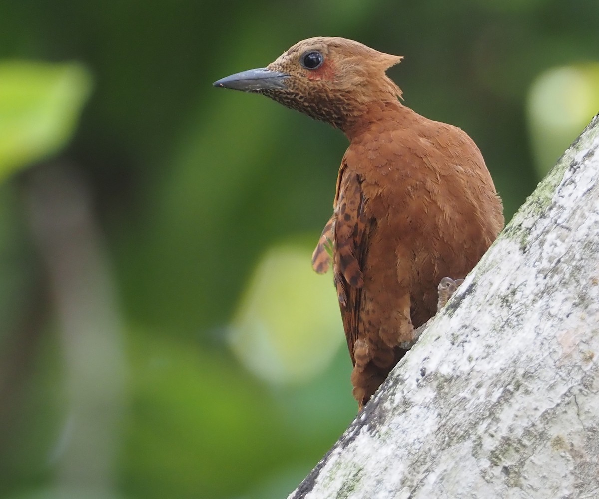 Rufous Woodpecker - ML597536751