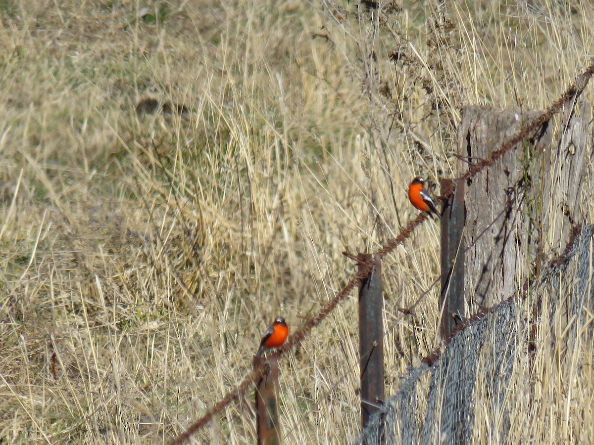 Petroica Flamígera - ML597536761