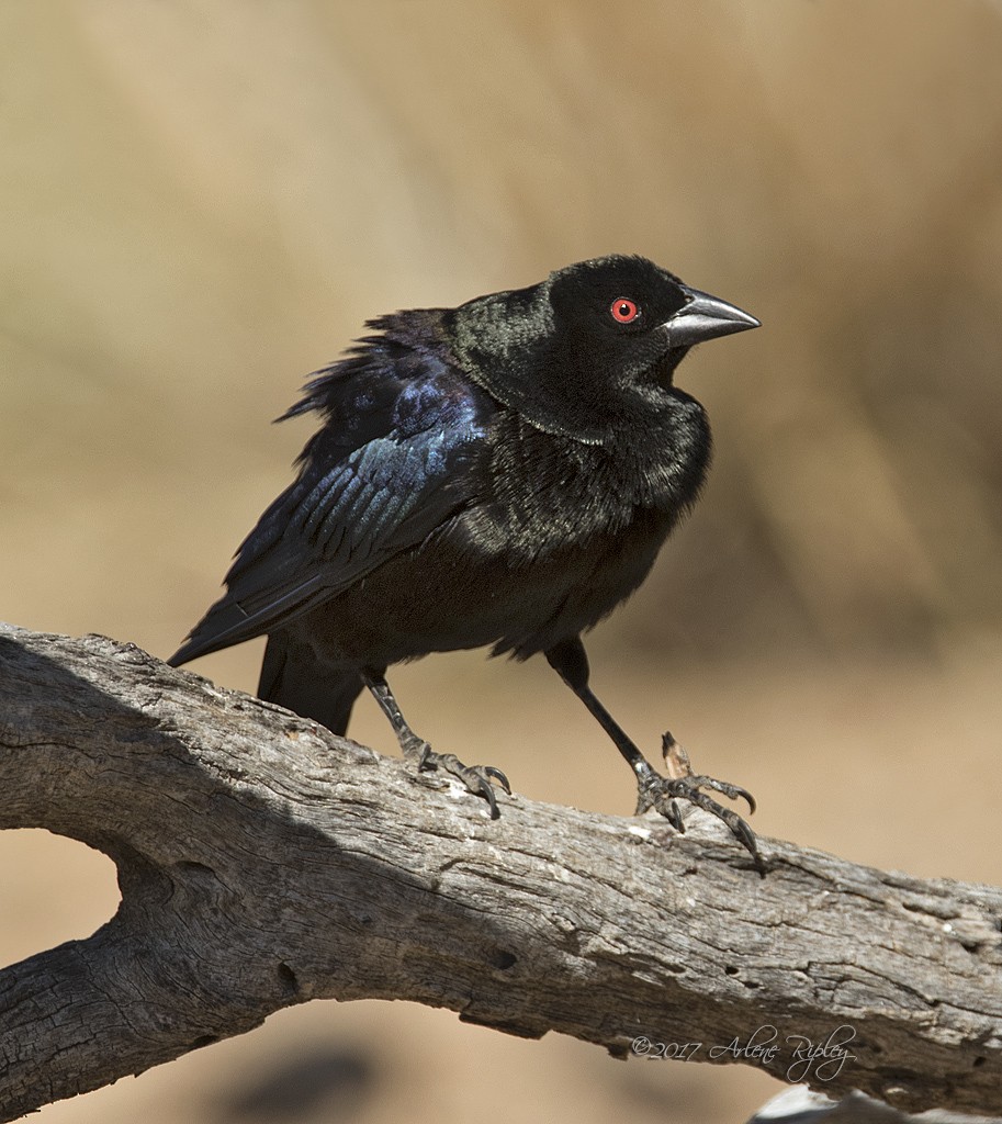 Bronzed Cowbird - Arlene Ripley