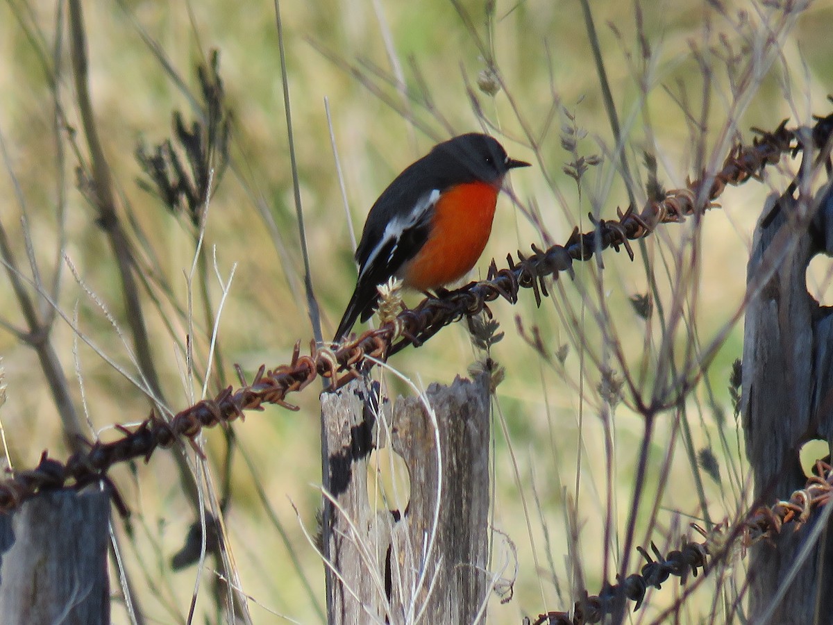 Flame Robin - Stan Jarzynski