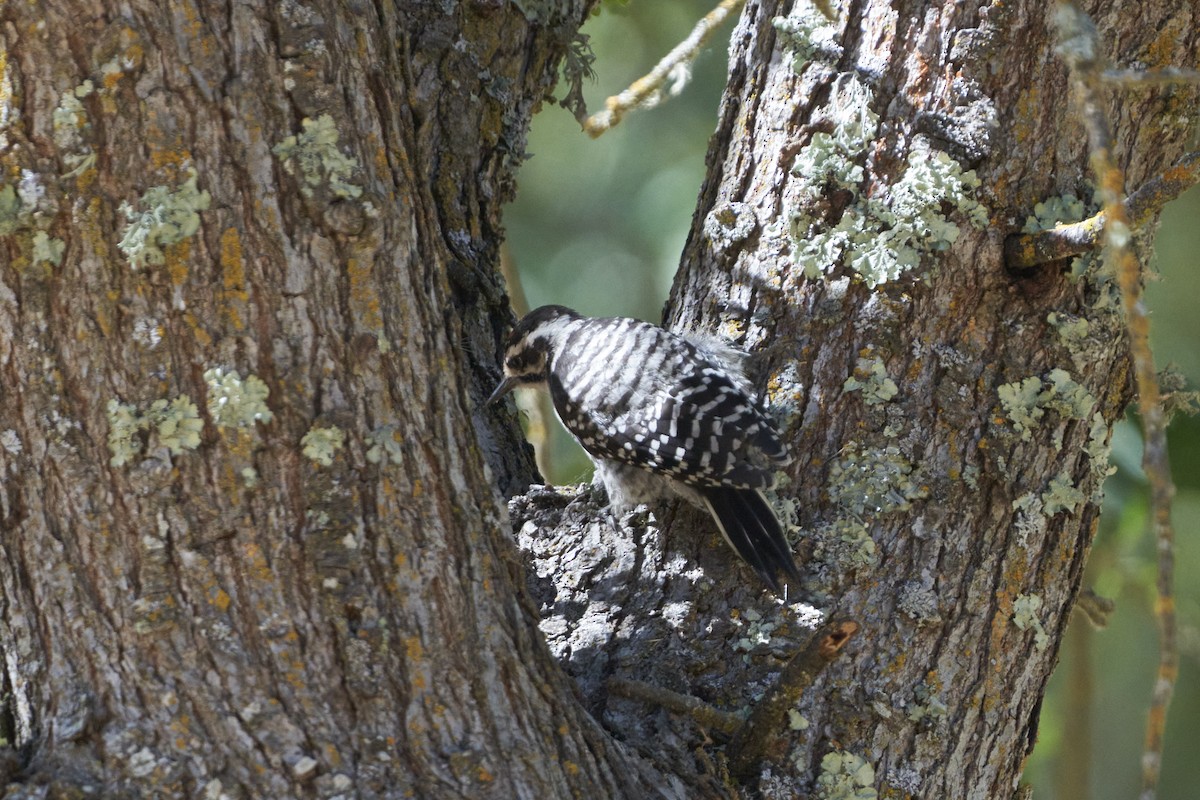 Nuttall's Woodpecker - ML597538511