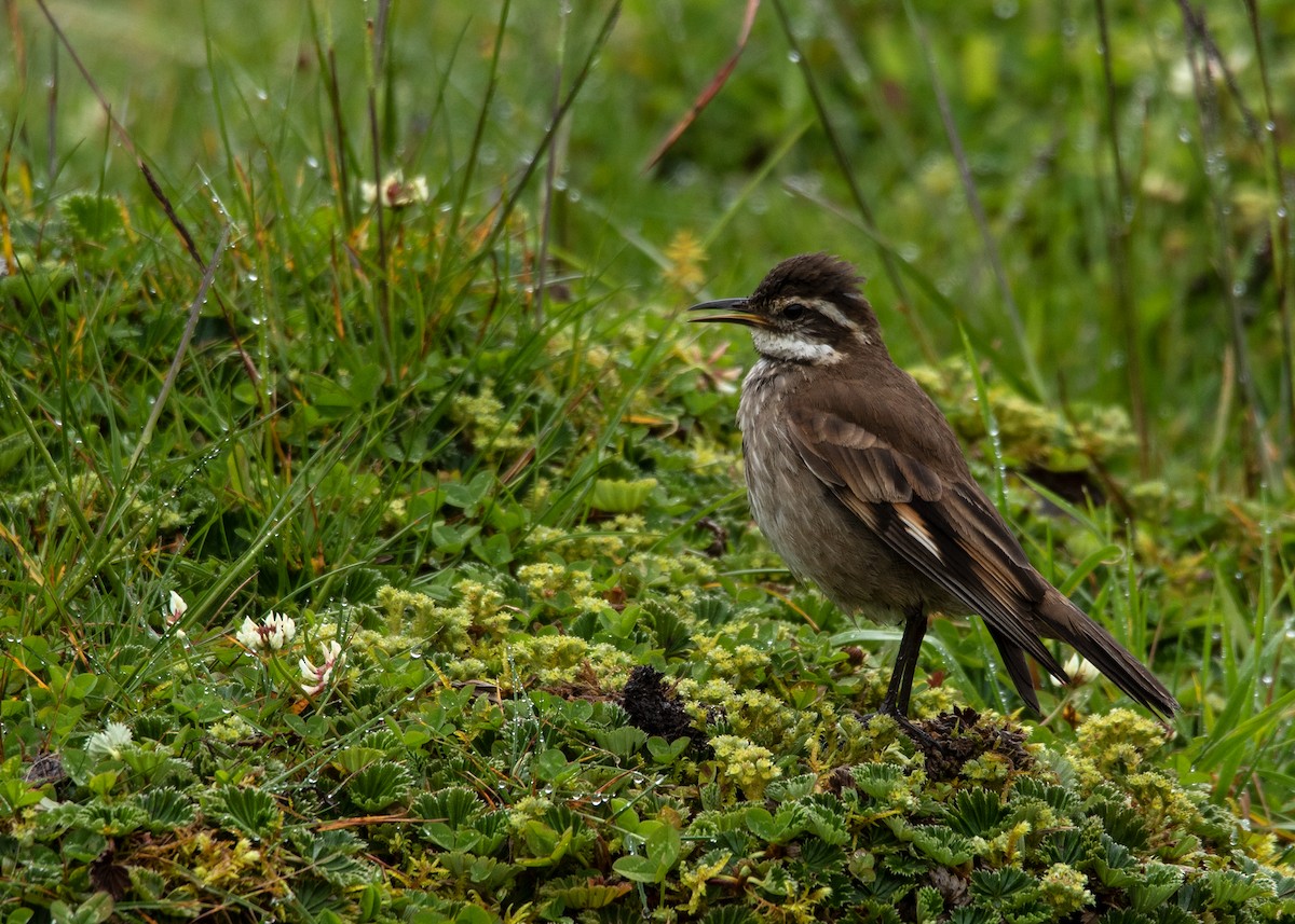 Chestnut-winged Cinclodes - Garima Bhatia