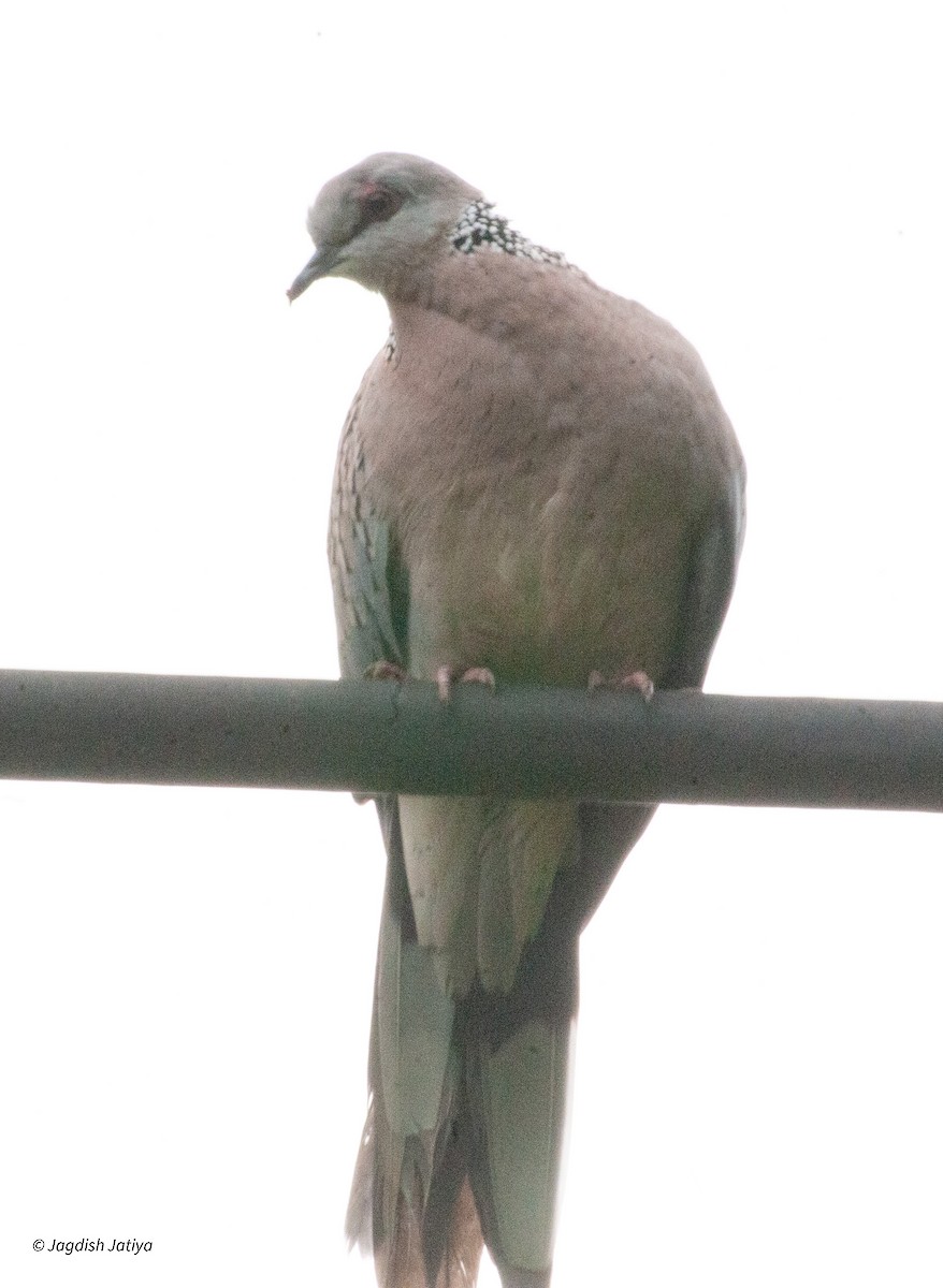 Spotted Dove - ML597540511