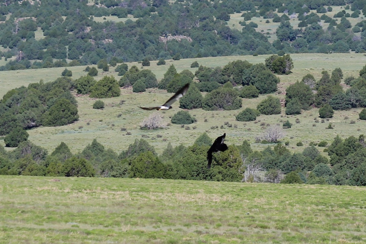 Common Raven - ML597541871