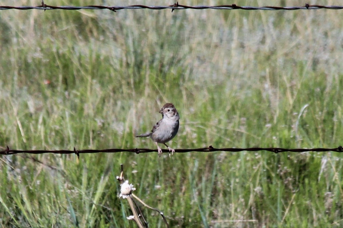 Rufous-crowned Sparrow - ML597541971