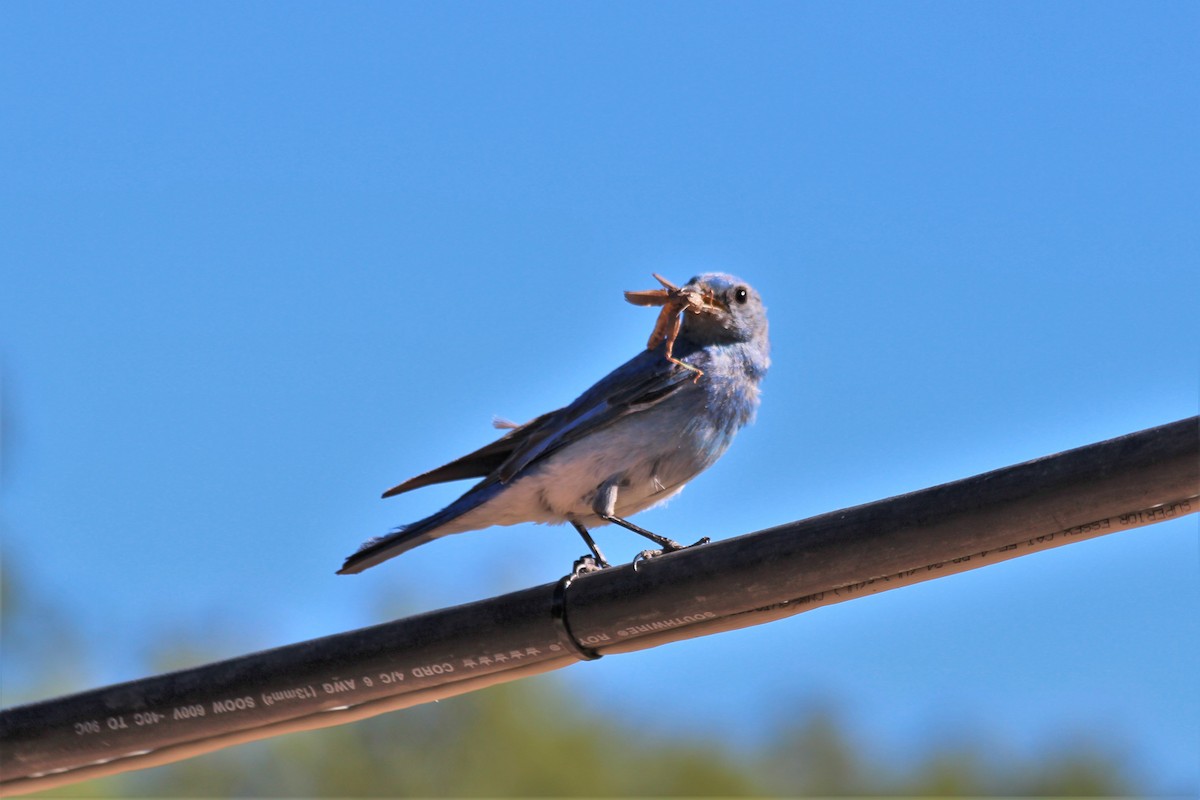 Mountain Bluebird - Angel Zakharia