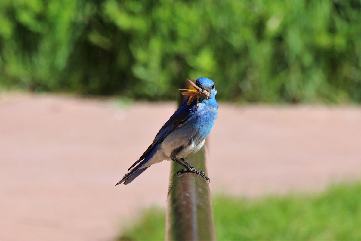 Mountain Bluebird - Angel Zakharia