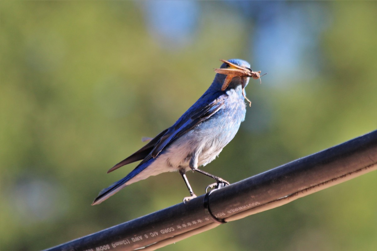 Mountain Bluebird - Angel Zakharia