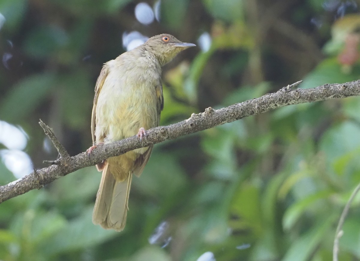 Red-eyed Bulbul - ML597543101