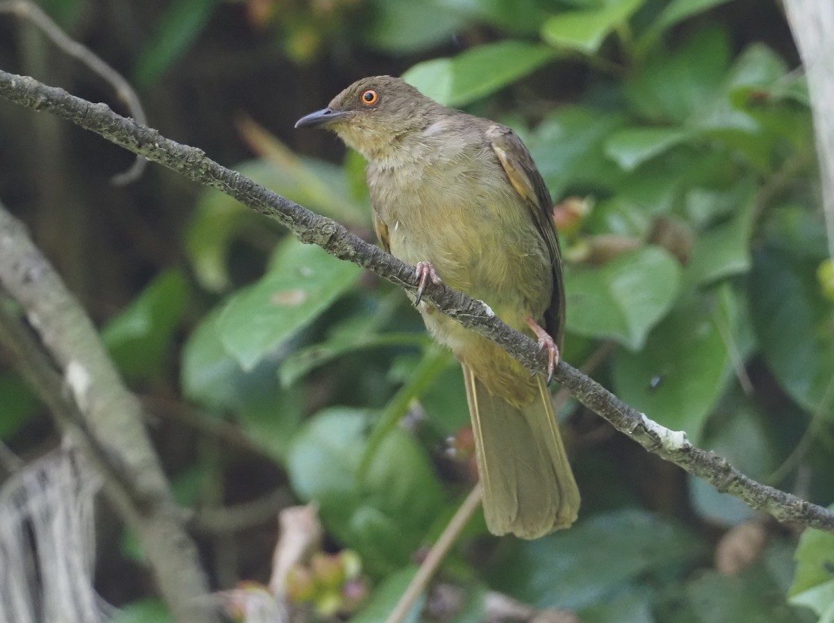 Red-eyed Bulbul - ML597543131